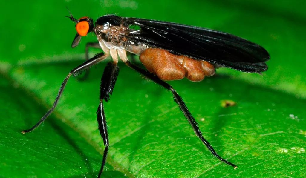 射精经济学与浪漫的诸多形式