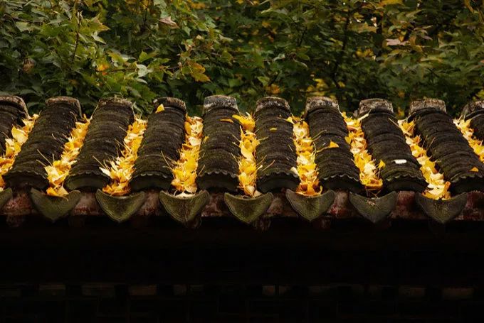 深秋赏银杏图片,金秋银杏观赏