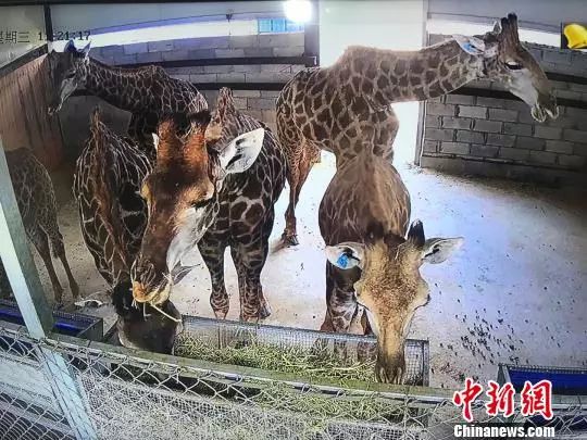 夜读海关|厦门口岸平行进口汽车首破千辆,南通口岸首次截获有害生物中间乳白蚁