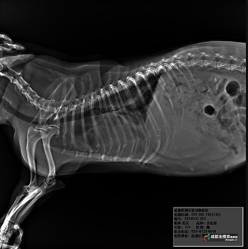 流浪狗吉娃娃肿得像兔子成都市民、宠物医院爱心救治