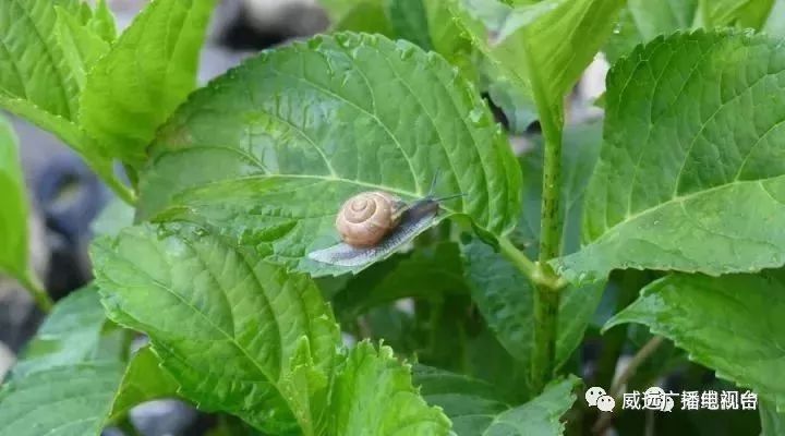 身价暴涨！威远农村这东西竟然卖300一斤？目前满地都是！