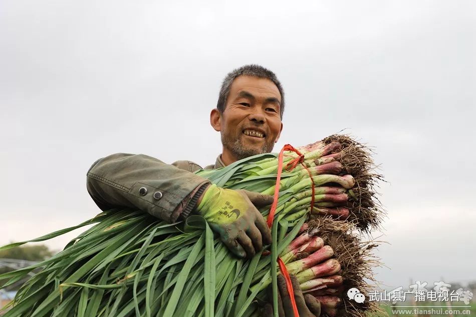 武山县的蒜苗今年价格,武山郭家庄大丰收挖蒜苗