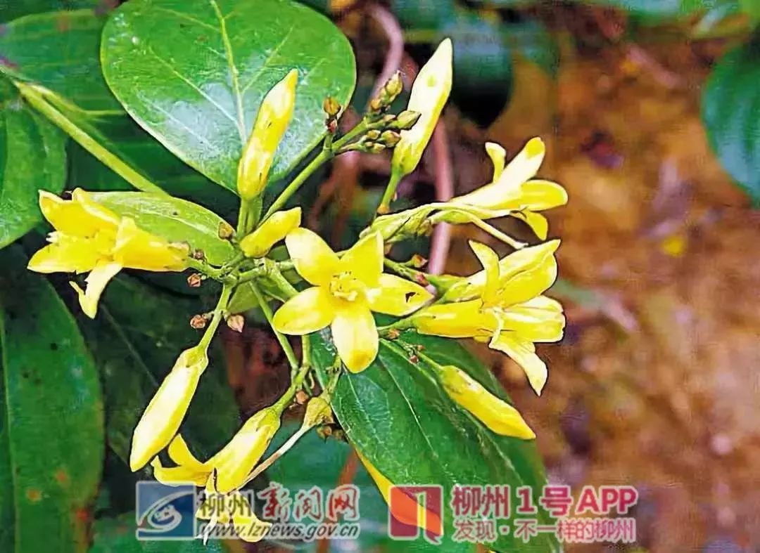 治疗皮肤病的中药有什么危害,广西专门治疗皮肤病的民间中医