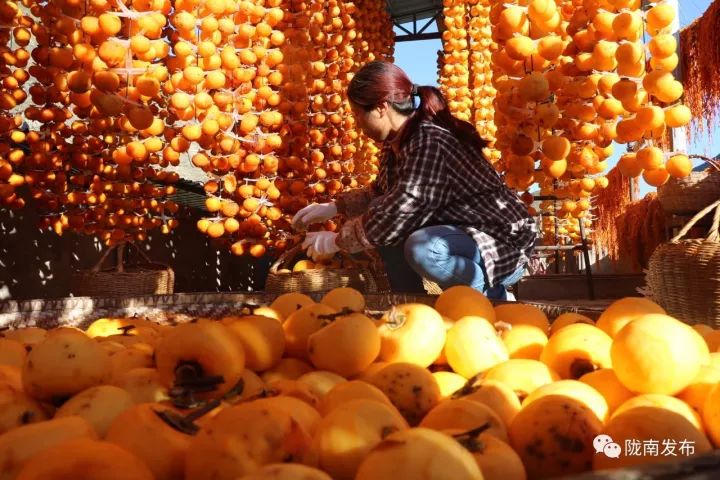 刚刚好!陇南的柿子红了,“柿”不可挡~
