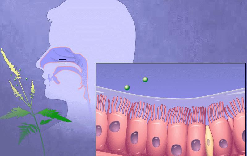 印度药神鼻炎喷雾剂,鼻炎儿童喷雾推荐