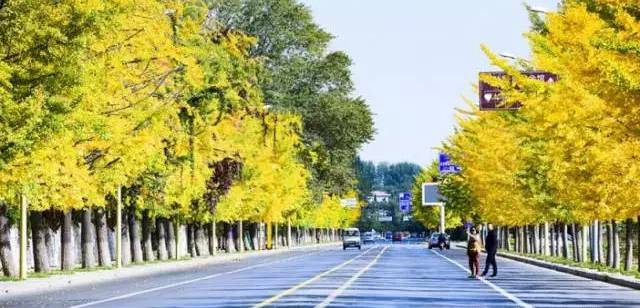 北方最大的银杏林在哪里,中国最大面积的银杏树林在哪里