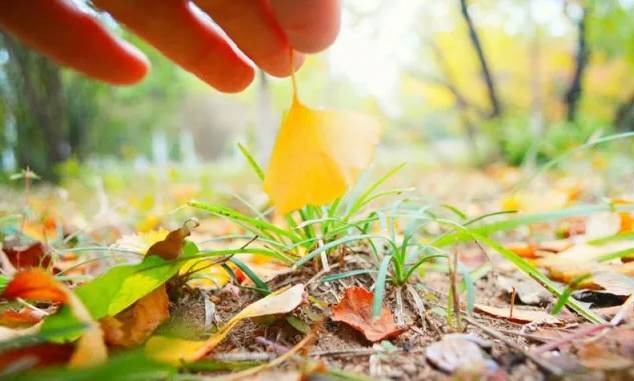 北方最大的银杏林在哪里,中国最大面积的银杏树林在哪里
