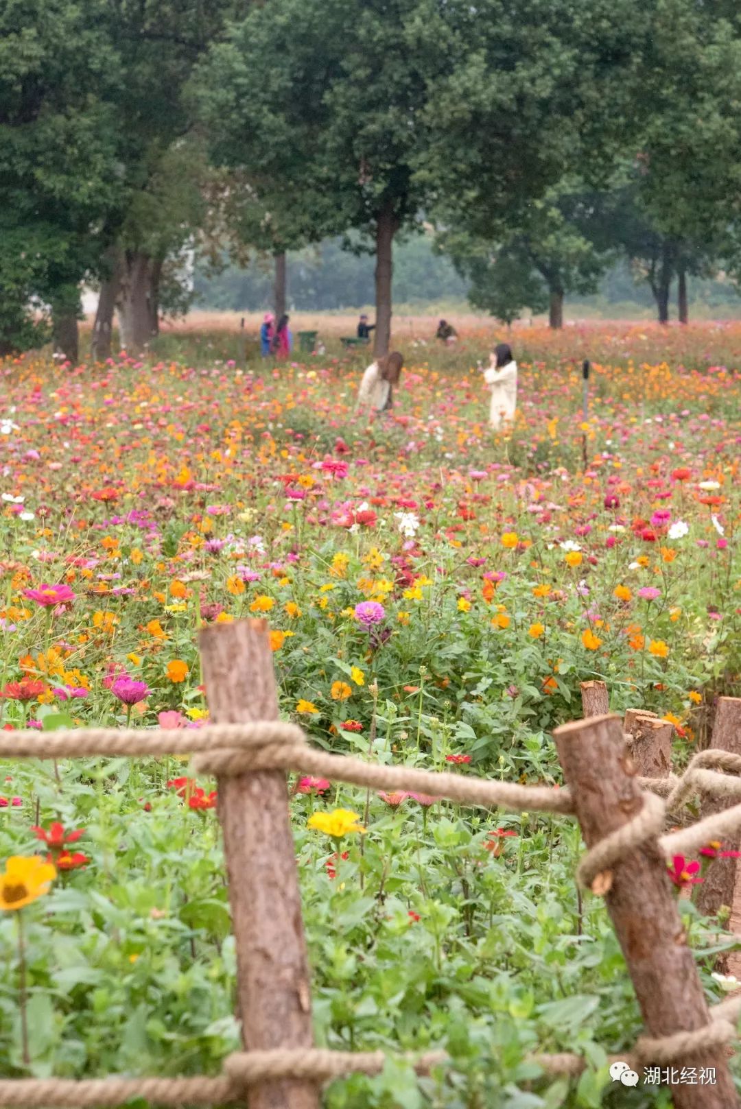 武汉周边最美秋天,武汉秋景最好的地方