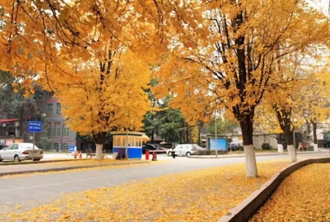 春雨枝头密似鳞，秋风树下落成金——秋日银杏（上）