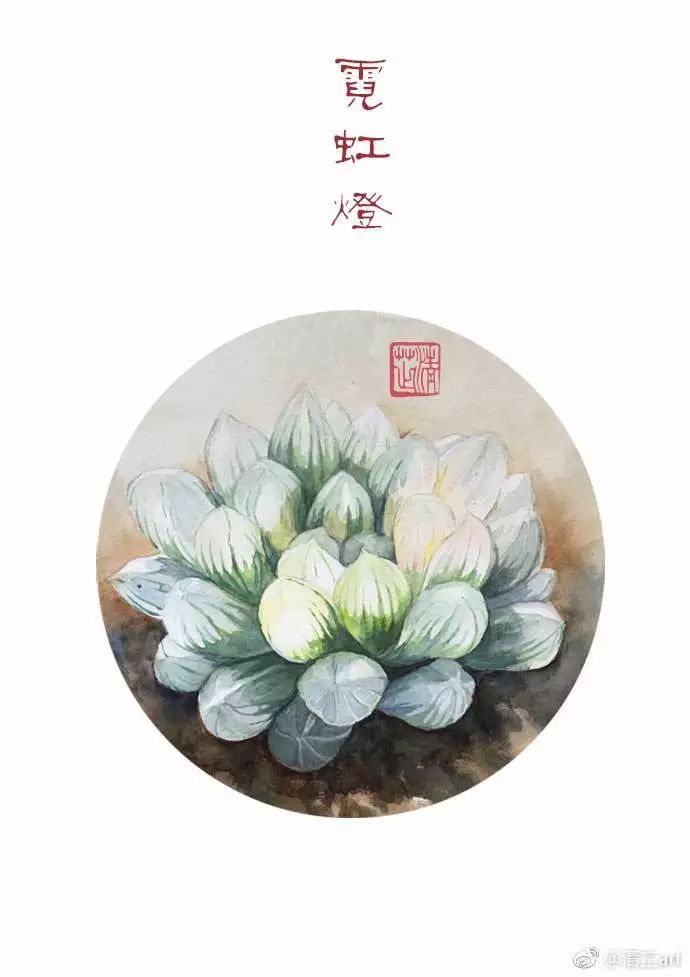 多肉上色太漂亮了,多肉上色前后对比