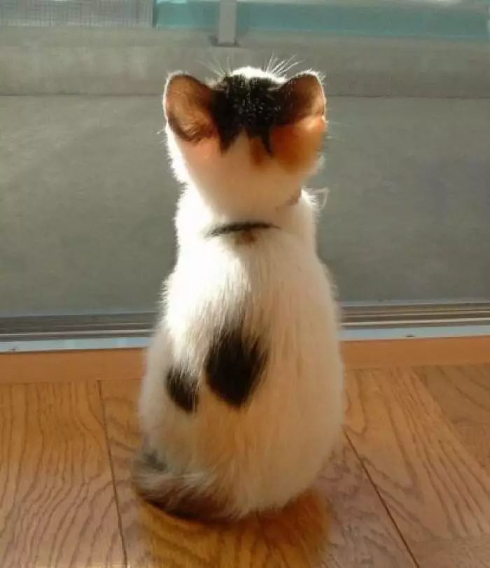 为什么现在年轻人喜欢养猫,为什么现在的年轻人都喜欢养猫咪