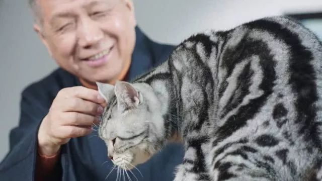 为什么现在年轻人喜欢养猫,为什么现在的年轻人都喜欢养猫咪