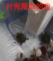 9小时剁手51亿!河南人在天猫上消费能买空“大卫城+国贸360全年”