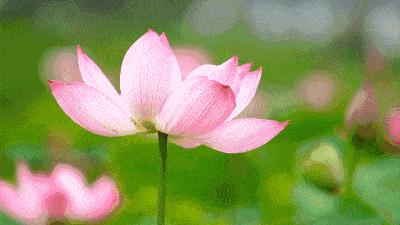 七月寻凉首选地！离上海车程仅1.5h，藏着座解暑小城！赏花赏水更赏情，藏着让人静下来的神奇魔力