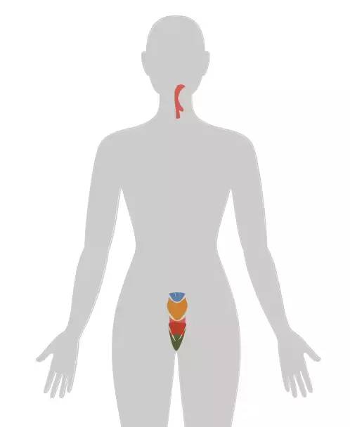 18张癌症人体地图，揭秘致癌真相！