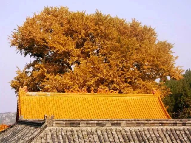 济南秋天看银杏的地方,济南银杏最好看的地方