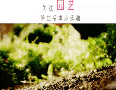 1个洋葱丢盆里，花朵砰砰开，一下能变2个头，省钱了！