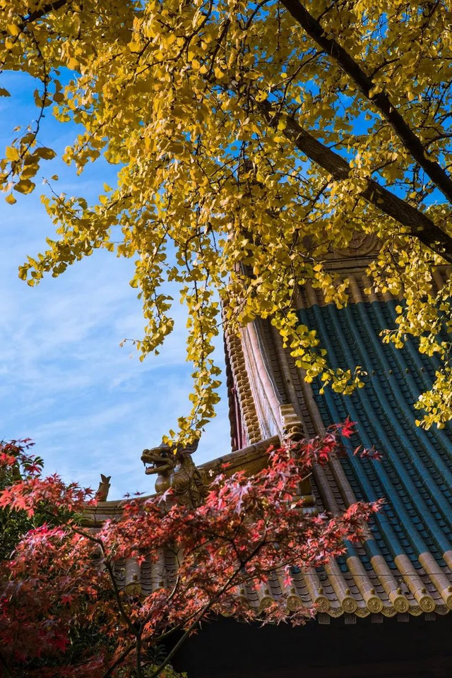 南京最美赏秋地点,南京赏秋之旅
