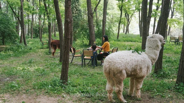 羊驼陪吃早餐，天鹅湖中畅游，藏身北京奥森旁的休憩之地：在之禾