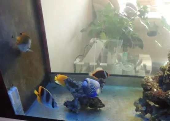 海水鱼得了白点病最快的治疗方法,鱼友分享鱼病大全