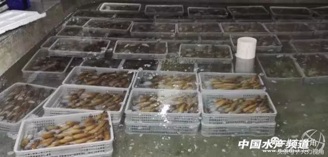 鏈濋矞榛勬捣娴烽矞,鏈濋矞娴峰煙鐗硅壊娴烽矞