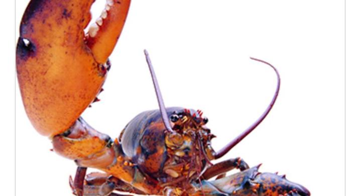 美国龙虾进口华南,美国龙虾加拿大出口