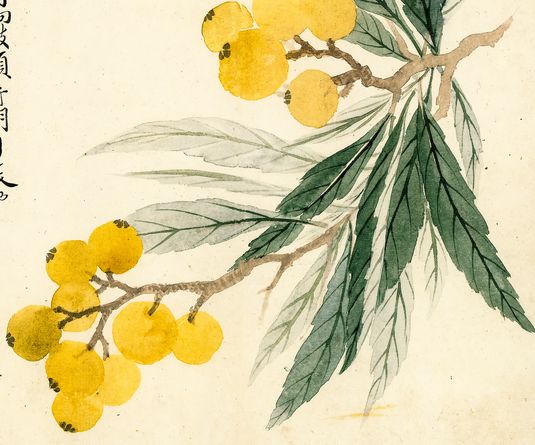 那些绝美的中药,那些你不知道的绝美中药