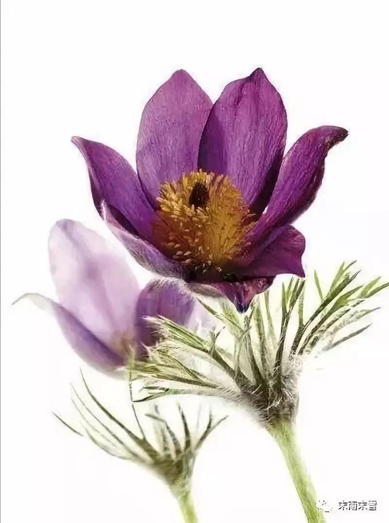 那些绝美的中药,那些你不知道的绝美中药