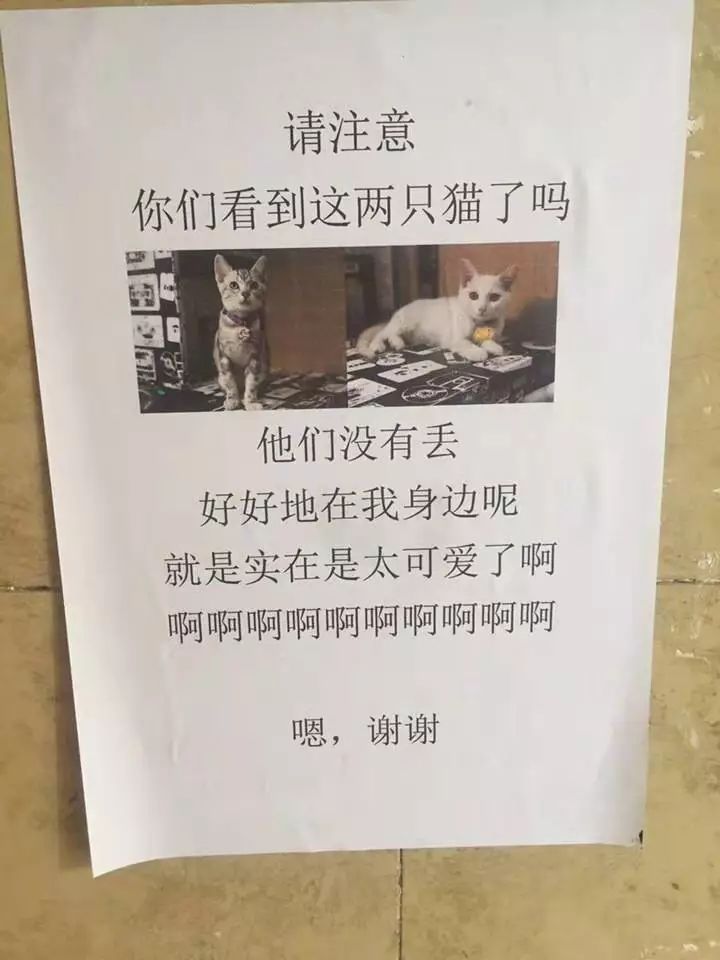 说猫咪是傻子的视频,当人类说猫咪傻