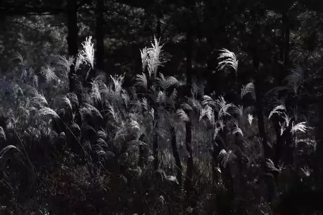 延安黄陵：醉美金秋仙遇黄陵