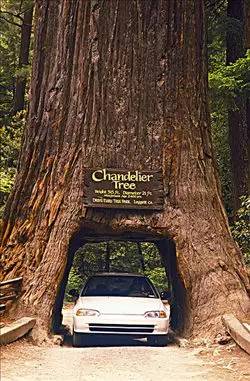 植物界中的世界之最,植物界的吉尼斯阅读题