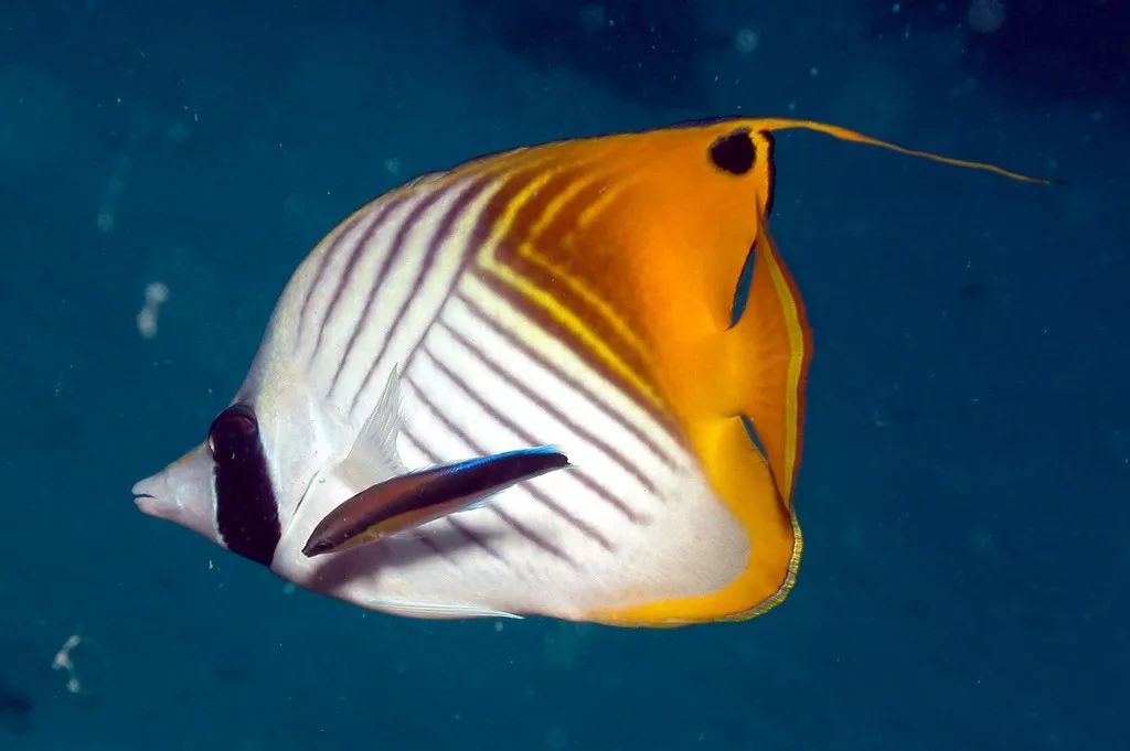 海水小百科—人字蝶