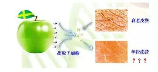 干细胞美容什么时候能兴起,干细胞美容是真的还是假的
