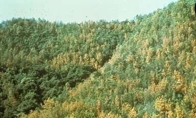 松材线虫病如何防治和处理,松材线虫病防治方法