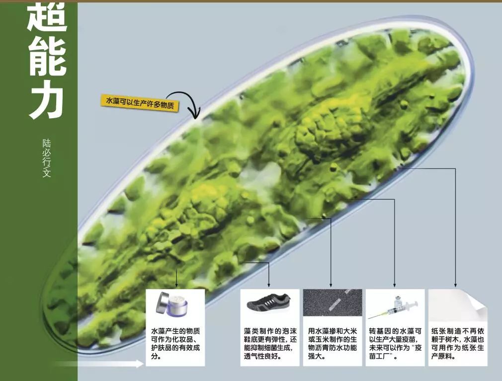 水藻在生态系统中的作用,水藻能不能进化