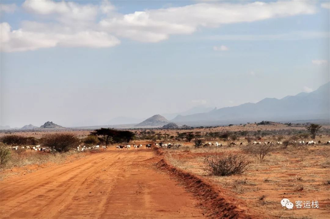 桑布鲁荒野里，我们的主要食物是奶和血｜会玩
