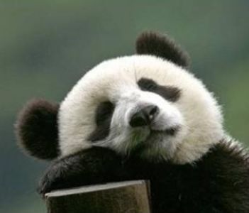 学英语英式口音和美式口语哪个好,重磅来袭用英文怎么说