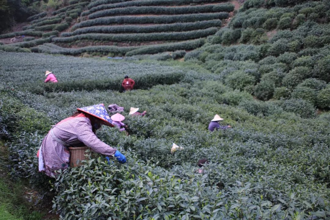 龙井茶每日一茶,龙井茶一天中最佳饮茶时间