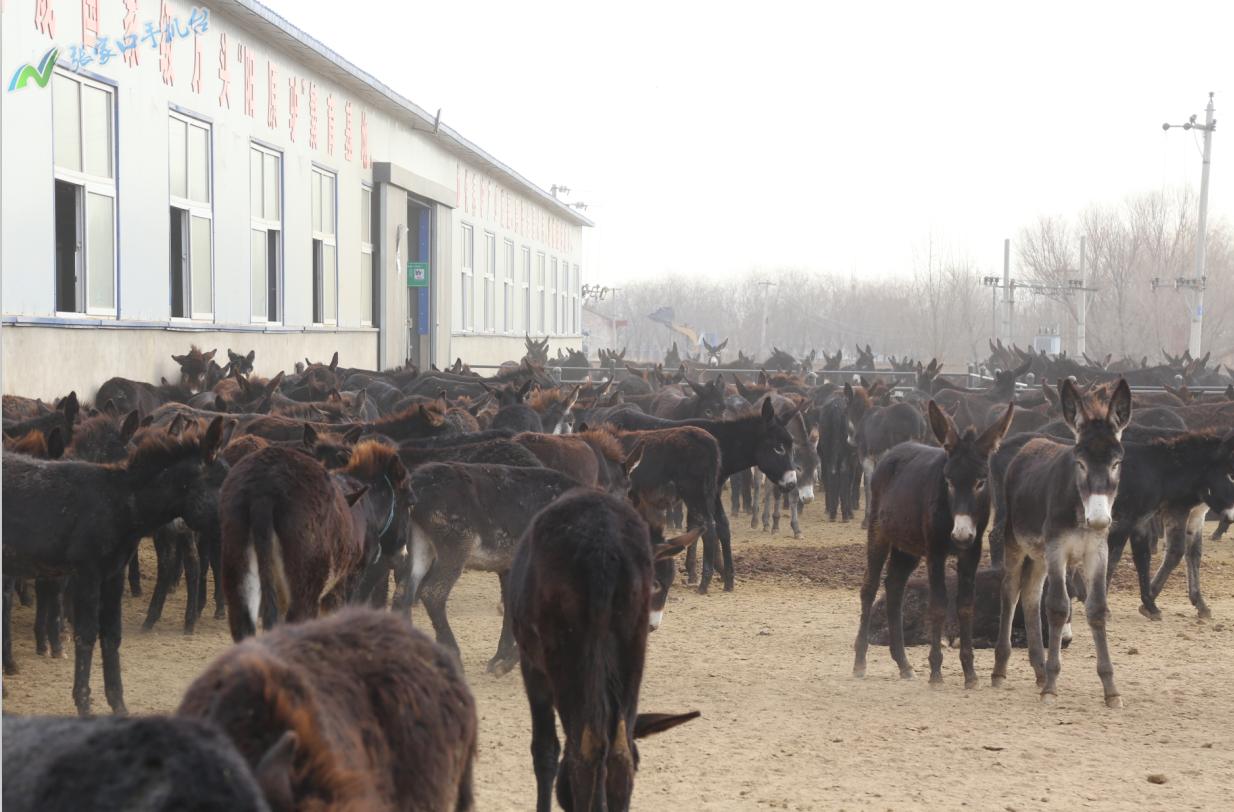 驴脱贫致富新路径,脱贫攻坚养殖致富新路子