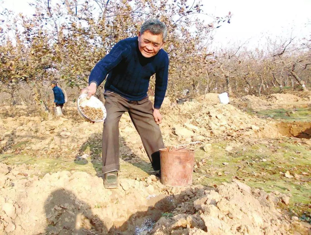 果树盆栽施肥技术,果树滴灌施肥技术视频
