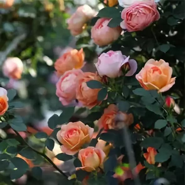 如何给藤本月季打造一面花墙,藤本月季种几棵才能出花墙的效果