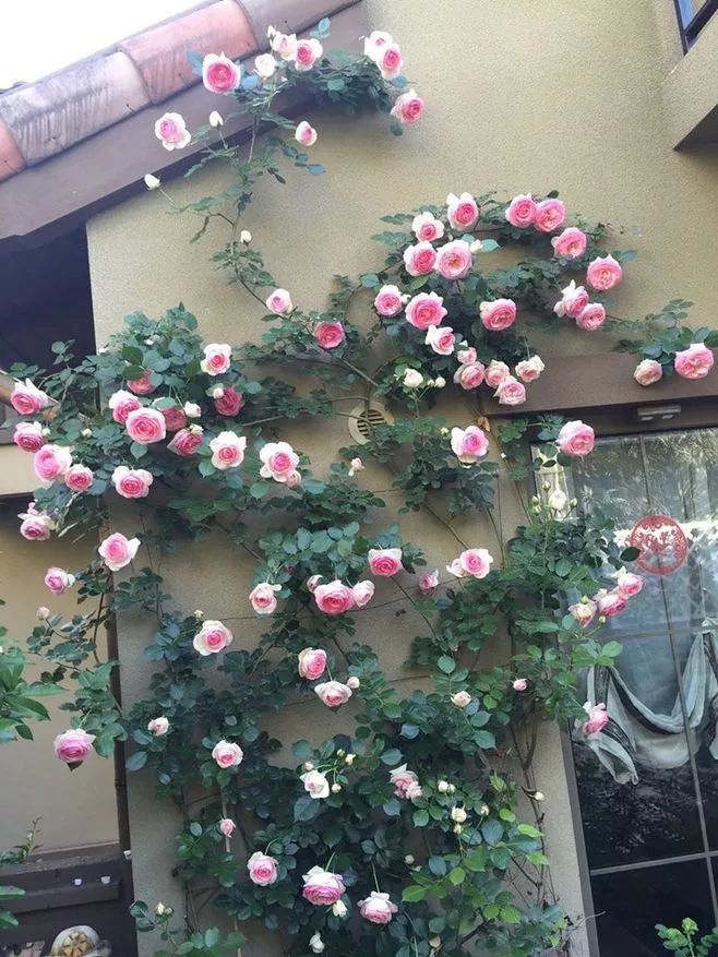 如何给藤本月季打造一面花墙,藤本月季种几棵才能出花墙的效果