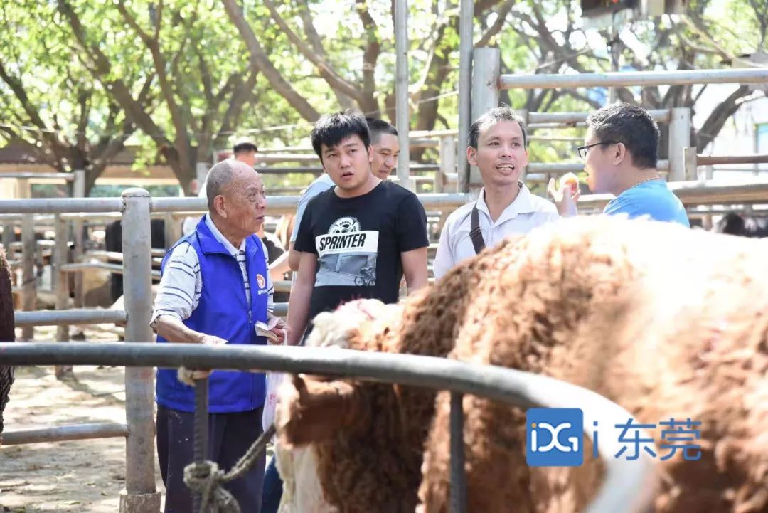 相牛78载！东莞有个金牌“牛经纪”！央视聚焦，看东莞百年牛墟魅力