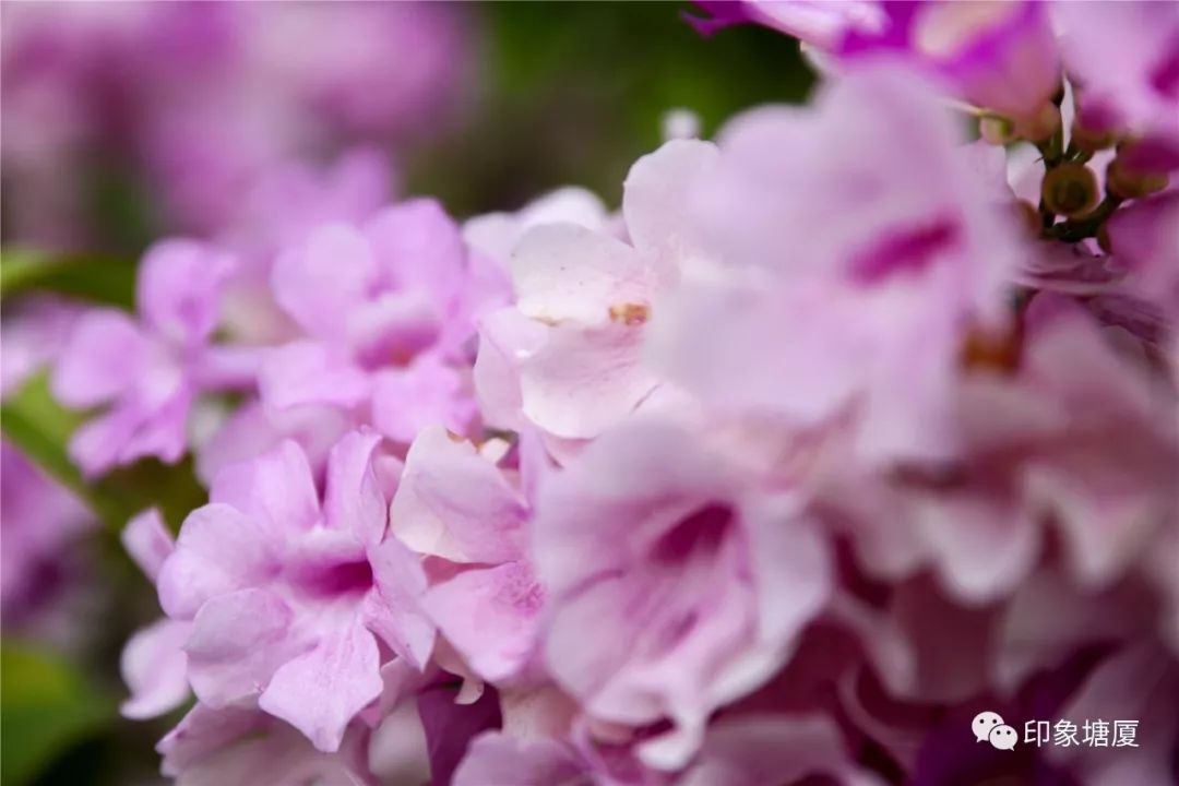 秋意浓浓风景如画的地方,塘厦风景好的地方