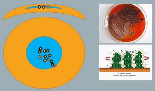 孙旭光眼科医生,孙旭光大夫角膜塑形镜危害