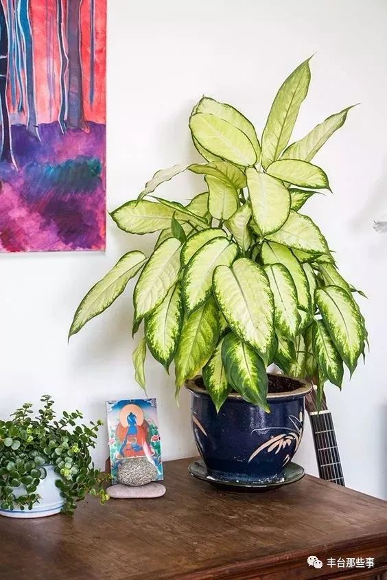 什么花有毒不能放在卧室里面呢,一帆风顺的花有毒吗适合卧室养吗