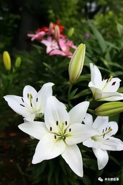 什么花有毒不能放在卧室里面呢,一帆风顺的花有毒吗适合卧室养吗