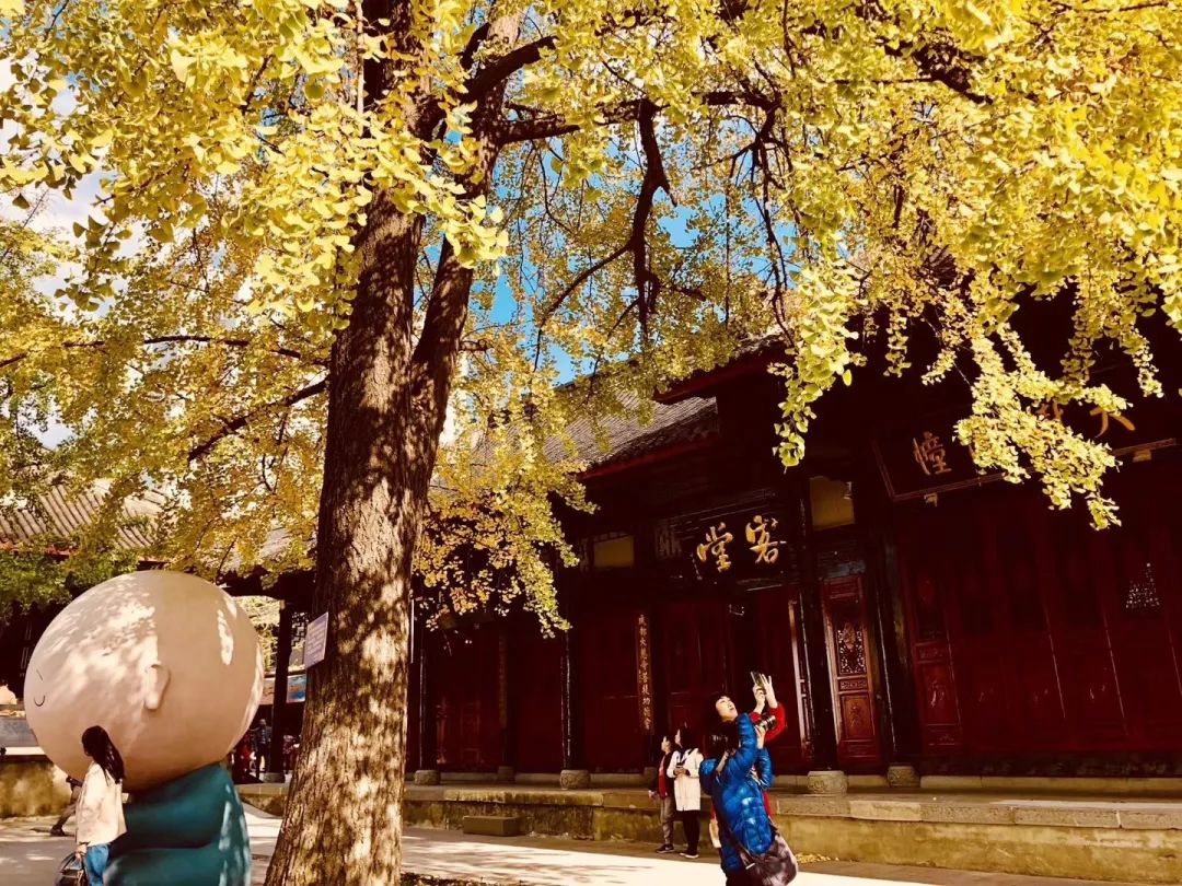 成都锦江边最漂亮的银杏,成都银杏美图