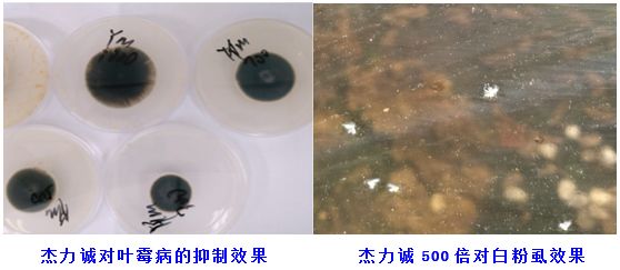 鍐滅敤楂樼鍔╁墏,缇庡浗杩堝浘鏉板姏璇氶珮鏁堟鐗╂补鍔╁墏