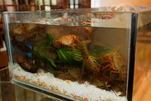 集渔冬阴功小龙虾自助,99元套餐活虾现做小龙虾送上门